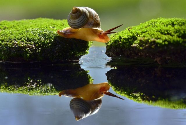 image of a snail stretching over a rivulet between two mossy landings; its image is reflected in the water below