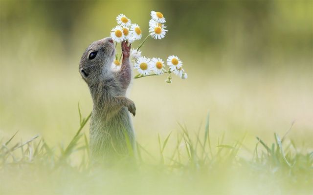 image of a squirrel in some long grass, reaching up toward and smelling some daisies
