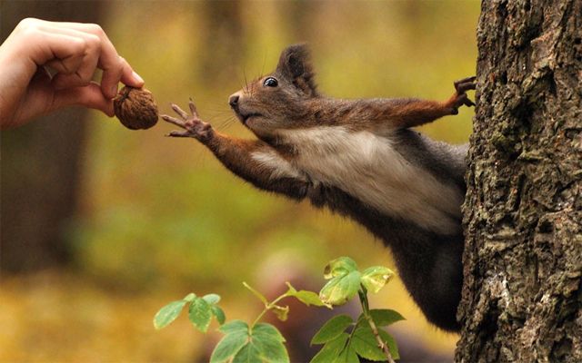 image of a red squirrel on a tree truck, gripping the bark with one hand and with the other reaching for a walnut being offered by the hand of a white woman (not pictured)