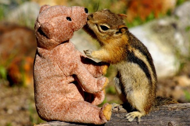 image of a squirrel canoodling with a teddy bear