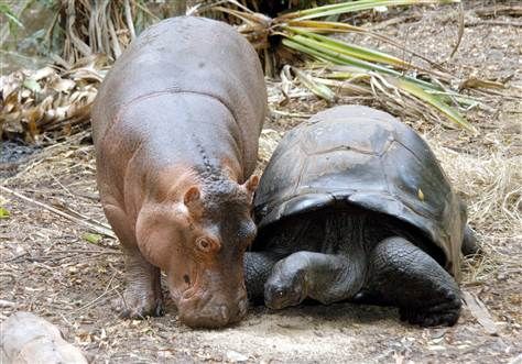 image of a baby hippo and a giant tortoise chilling together