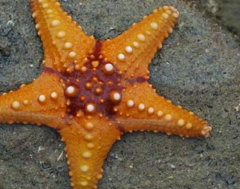 image of an orange and red starfish