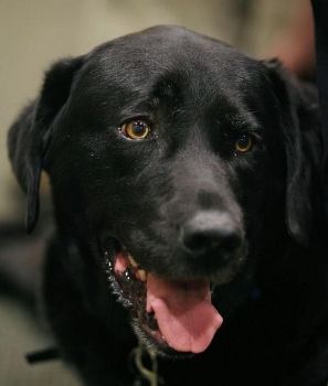 image of a black lab