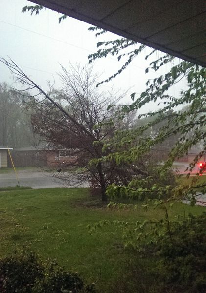 image of a huge downed branch in our yard, lying against one of our trees, tangled with downed wires