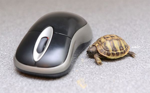 image of a teensy tortoise standing next to a computer mouse, which dwarfs the tortoise
