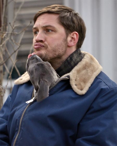 image of actor Tom Hardy, a young white man, cradling a grey pit bull puppy inside his jacket; the puppy is lifting up its face to lick him and he is making a kissy mouth