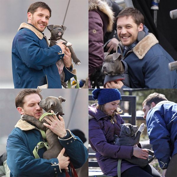 series of four images of actor Tom Hardy with a puppy; actress Noomi Rapace is in one of the images, too