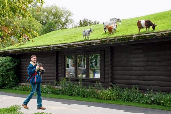 actor Tom Hardy, holding a grey pit bull puppy, strolls past a log cabin restaurant with a grass roof, upon which goats are grazing