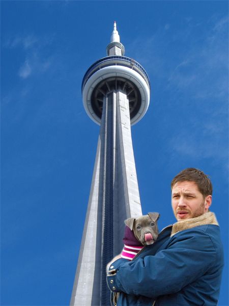 image of Tom Hardy holding a grey pit bull puppy licking its nose, in front of the CN Tower