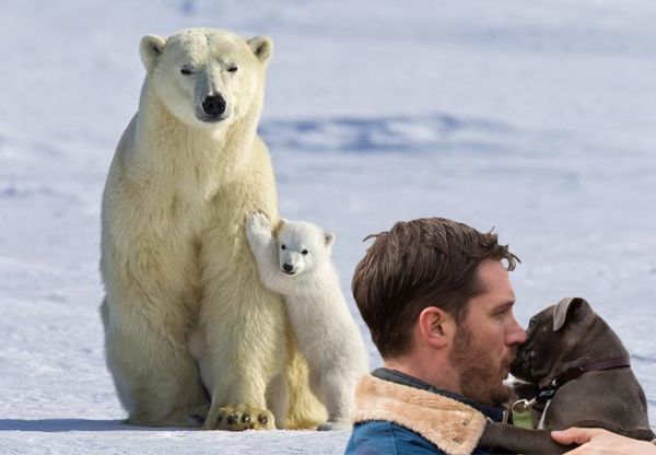 image of a mama and baby polar bear at the North Pole, with Tom Hardy kissing a grey pit bull puppy in the foreground