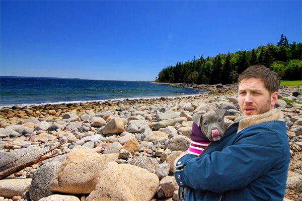 image of actor Tom Hardy holding a grey pit bull puppy in his arms, standing on a beautiful beach in Nova Scotia, Canada