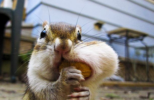 image of a squirrel shoving a huge nut into its cheek