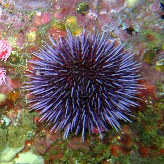 image of a purple sea urchin