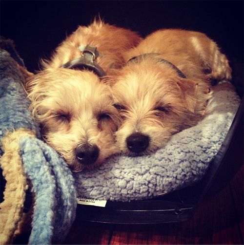 image of two small, shaggy, blonde dogs curled up together, sleeping