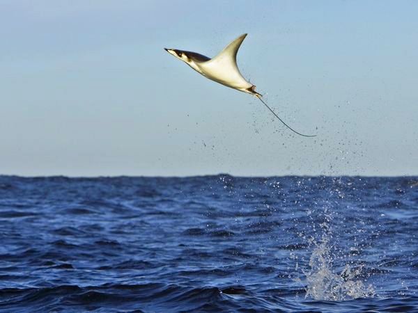 image of a manta ray leaping out of the water and gliding through the air