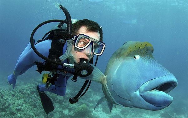 image of a thin white male scuba diver in mask and scuba gear swimming beside a large blue fish, who is looking at the diver with hir eye rolled to one side and hir mouth open