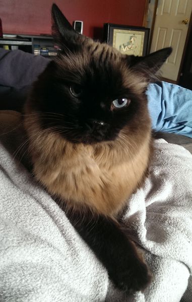 image of Matilda the Fuzzy Sealpoint Blue-Eyed Cat, lying on a blanket and looking at me with a cocked head