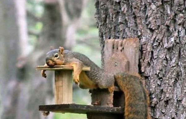 Image result for tired squirrel