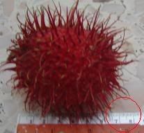 LOL THE BIGGEST RAMBUTAN!