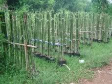 And Bamboos.