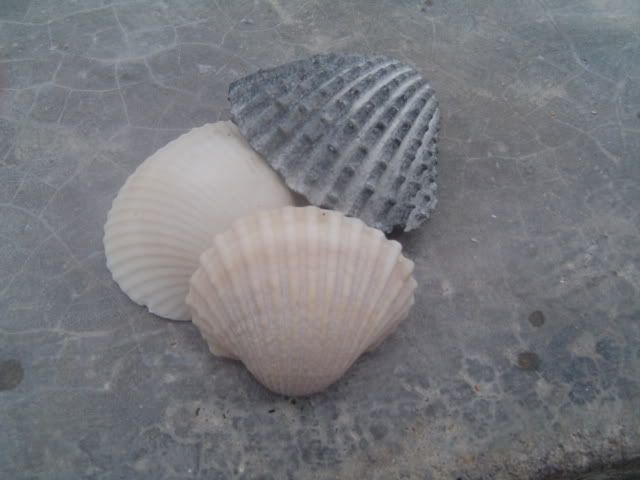 Seashells!