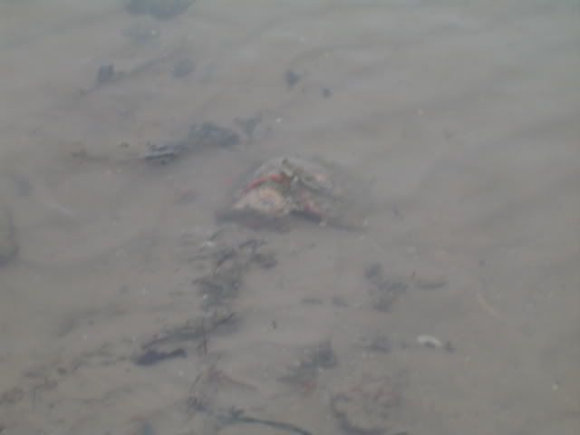 Spot The Mudskipper!