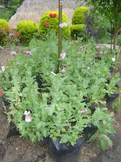 Poppy Plant.