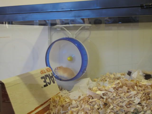 gerbil glass tank