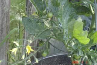 Wk7 tomatoes a