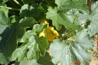 Wk 7 zucchini flower