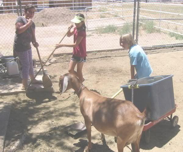 61410Cleaninggoatpen01email.jpg