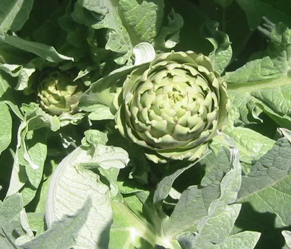 Artichokeemail.jpg