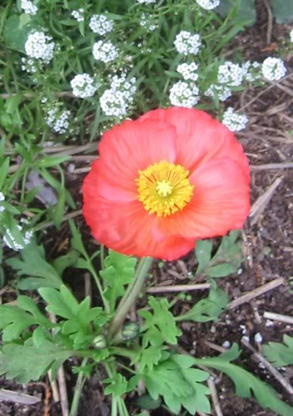 12910OrangePoppyemail.jpg