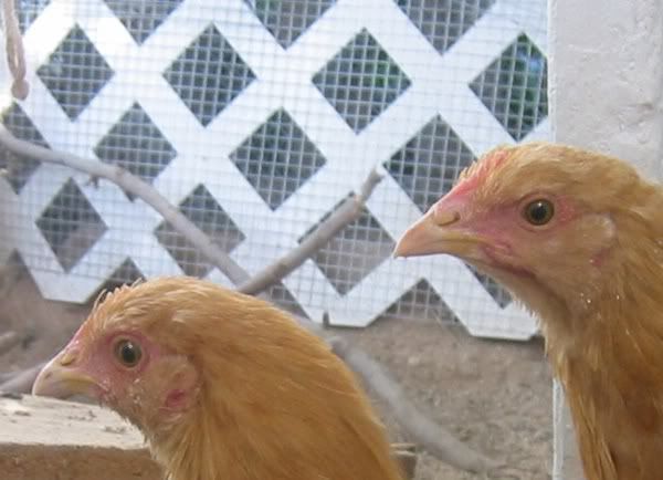 YoungPullets.jpg