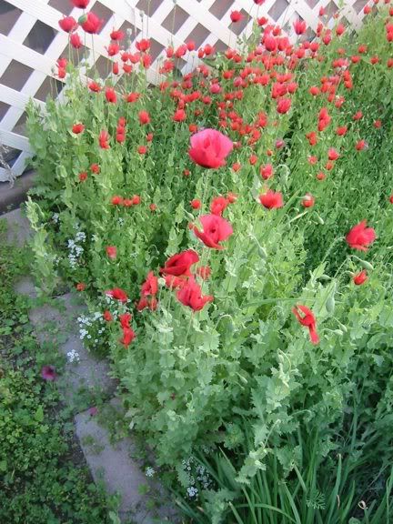 4262011Poppies03email.jpg