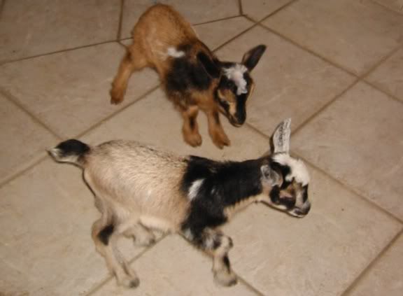 Babygoatsonflooremail.jpg