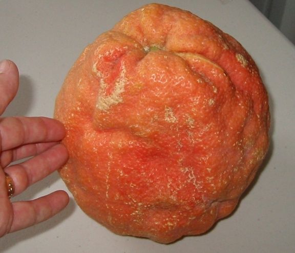 512012Grapefruitandhandemail.jpg