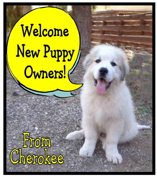 Great Pyrenees Puppy Size Chart