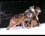 Wolves.jpg Wolves image by Ron61