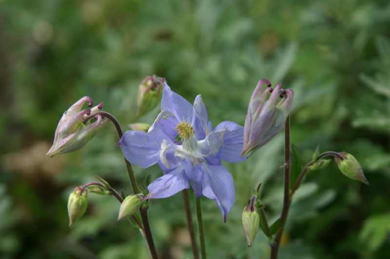 hostegeraneiaquilegiepeoniecrisa-5.jpg