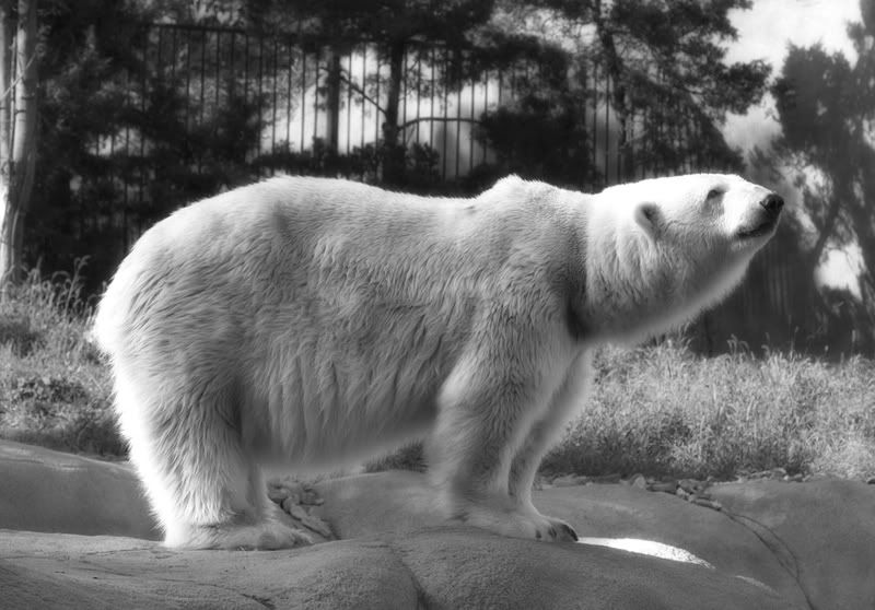 IMAGE: http://img.photobucket.com/albums/v643/shaundj/IMG_9718copy.jpg