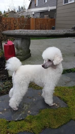 Coat Texture | Poodle Forum