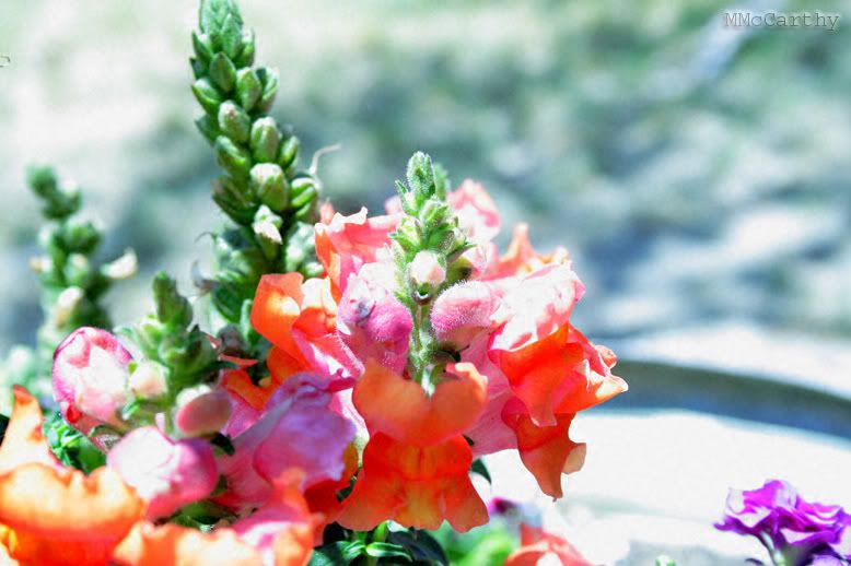 Flower1.jpg