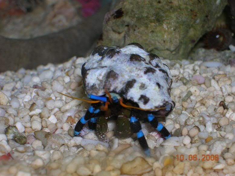 DwarfBlueLegHermitCrab.jpg