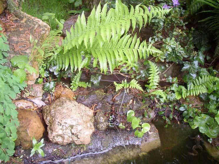 Baumstamm im Gartenteich HobbyGartenteich