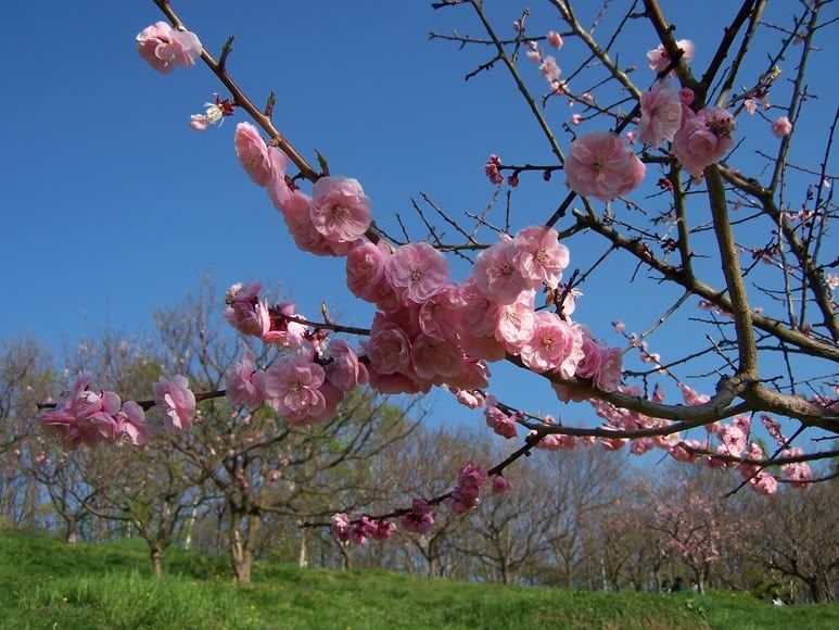 japanese cherry tree branch. The Japanese much prefer