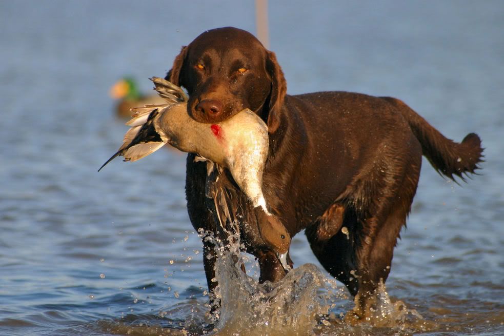Chocolate Lab Photos! Hunting Dog Forum Page 2
