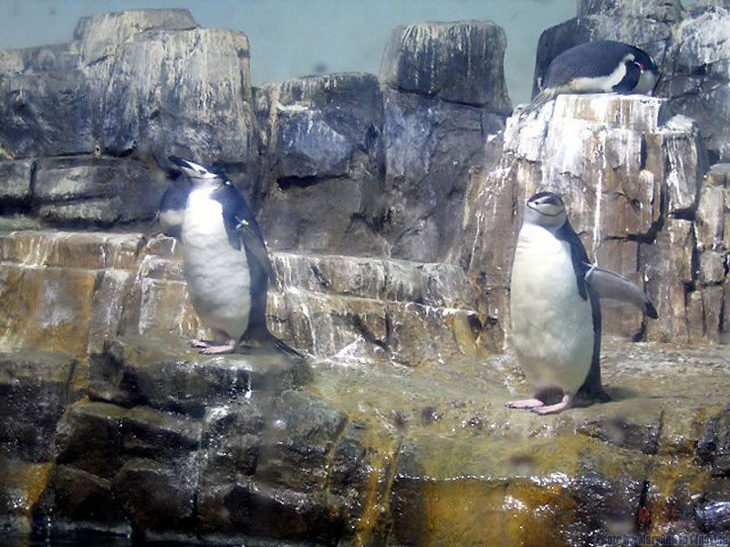central park zoo penguins. Central Park Zoo
