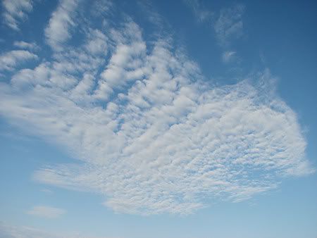 Wolf Cloud