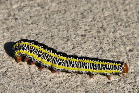 Zebra Moth